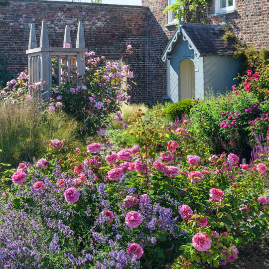 Princess Alexandra of Kent - David Austin Rose