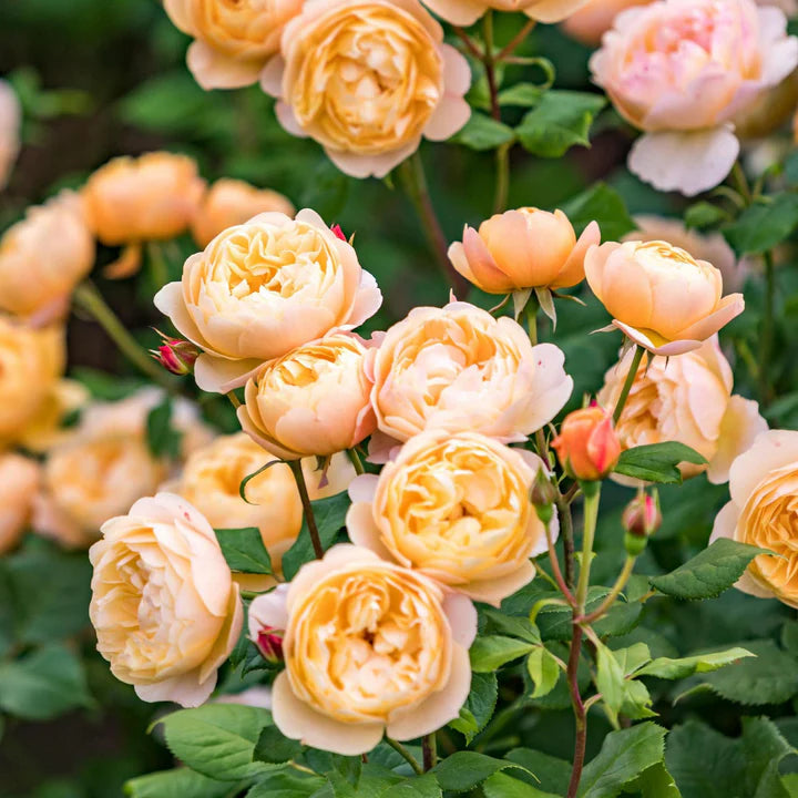Roald Dahl - David Austin Rose