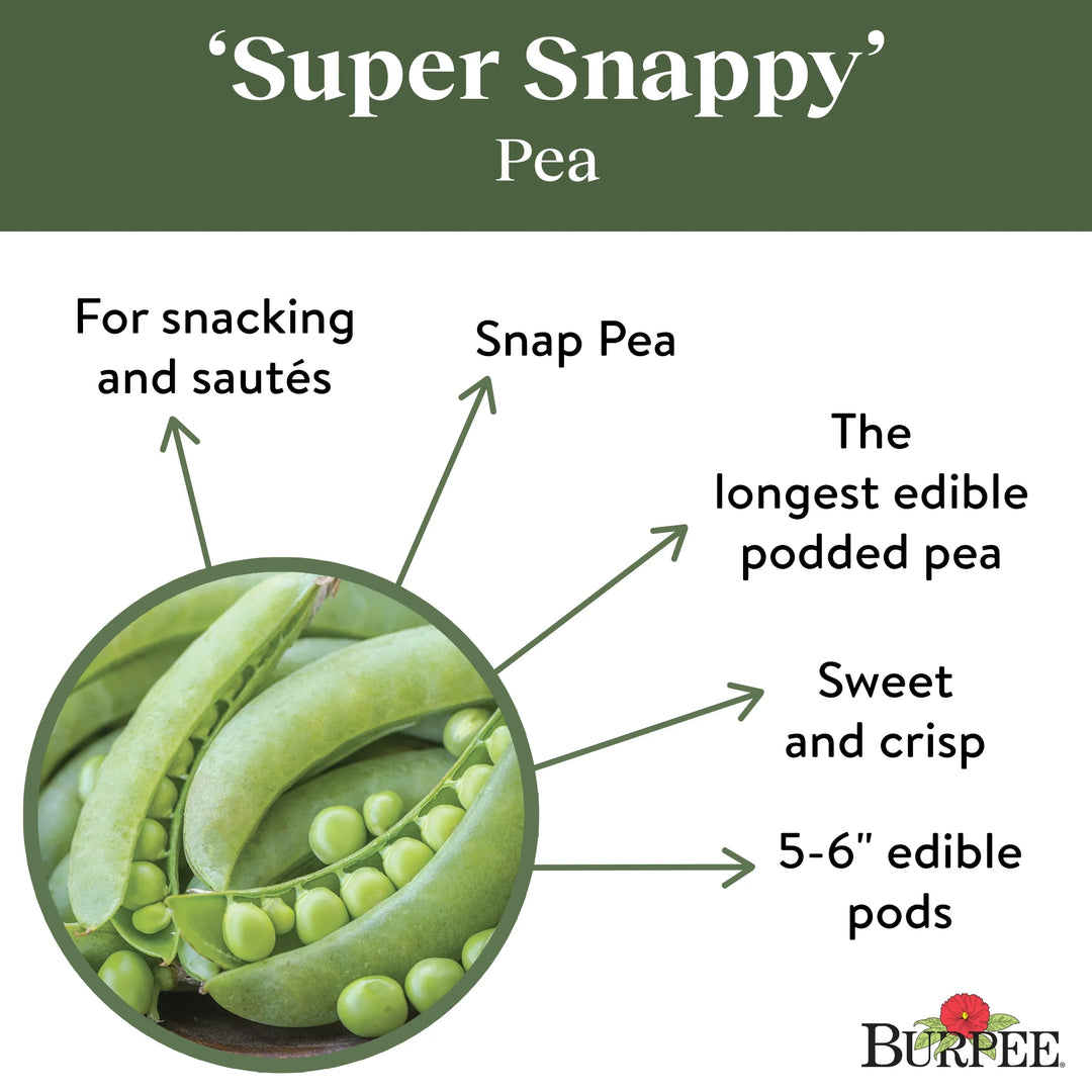 Organic Pea Super Snappy - Burpee Seeds