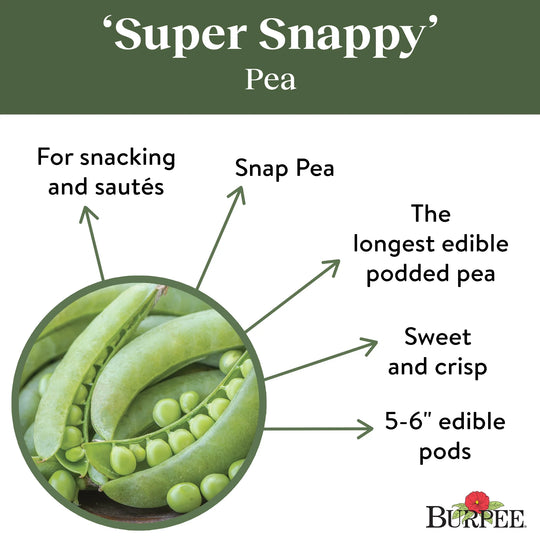 Organic Pea Super Snappy - Burpee Seeds