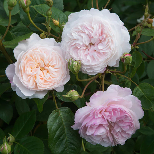 The Albrighton Rambler - David Austin Rose