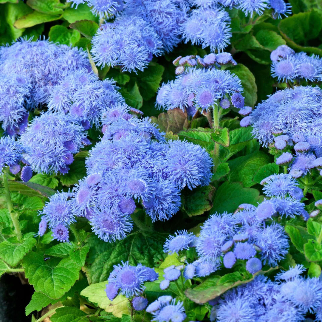 Ageratum Blue Mink - Ontario Seed Company