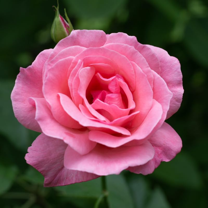 Pink Freedom - Weeks Rose – Wildwood Outdoor Living