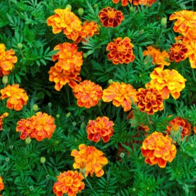 Marigold Durango Outback Mix - Ontario Seed Company