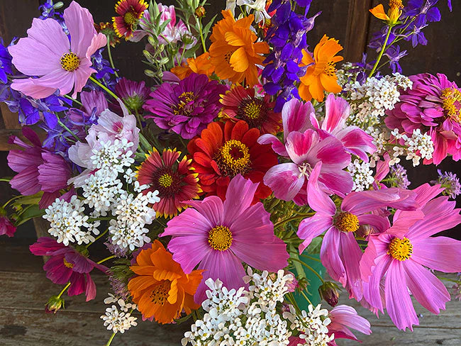 Monarch Mix Butterfly Nectar - Cornucopia Seeds