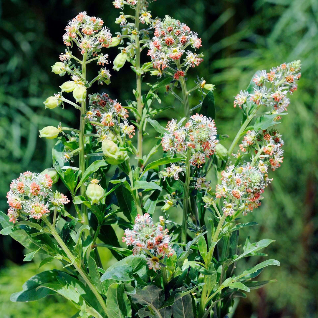 Mignonette Sweet Scented - Ontario Seed Company