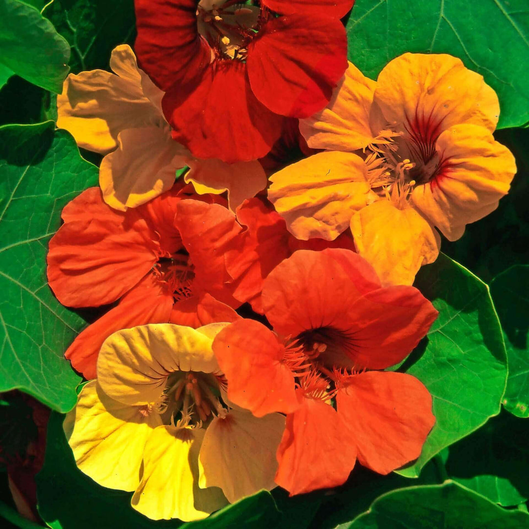 Nasturtium Whirlybird - Ontario Seed Company