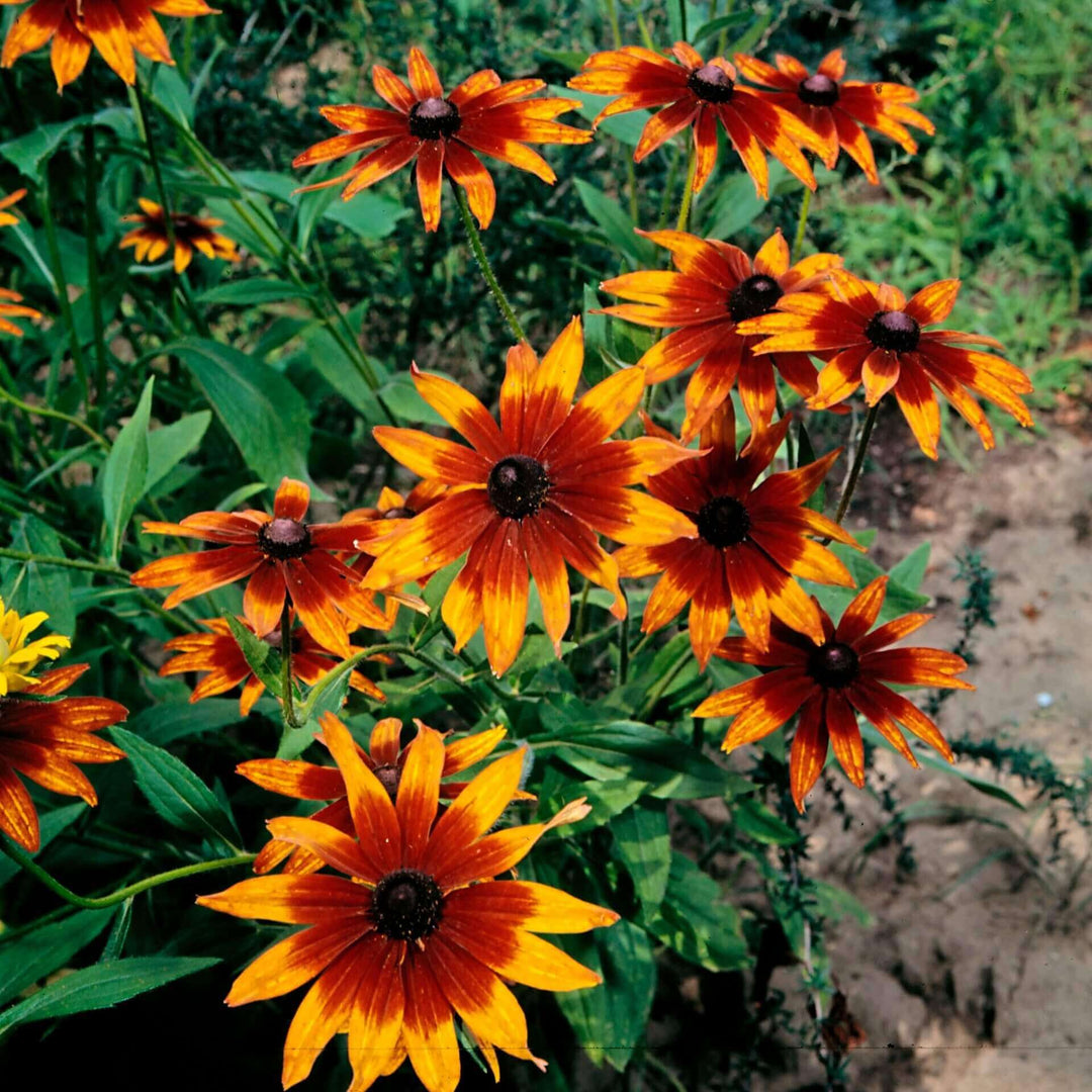 Rudbeckia Chocolate-Orange - Ontario Seed Company