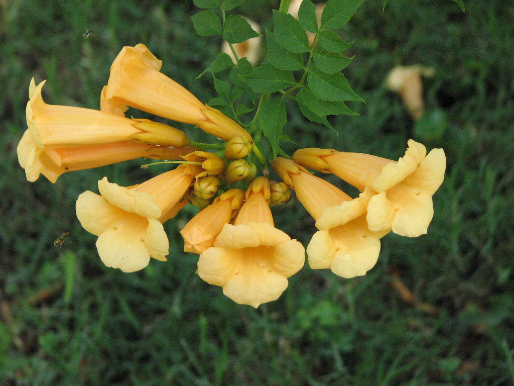 Campsis Flava (Trumpet Vine)