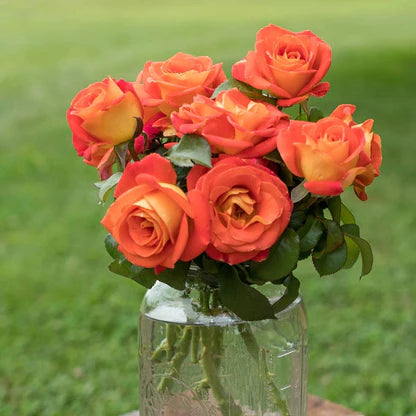 Burst of Joy - Weeks Rose