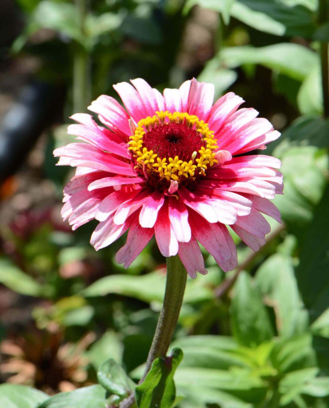 Zinnia Ice Queen - Ontario Seed Company