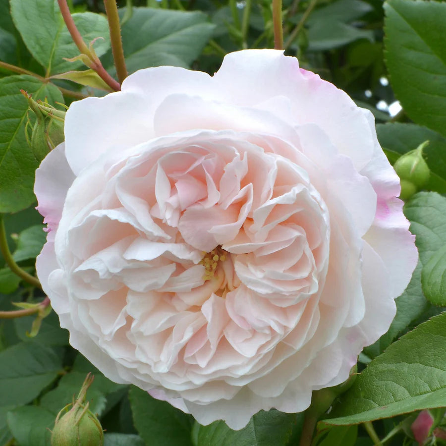 The Albrighton Rambler - David Austin Rose