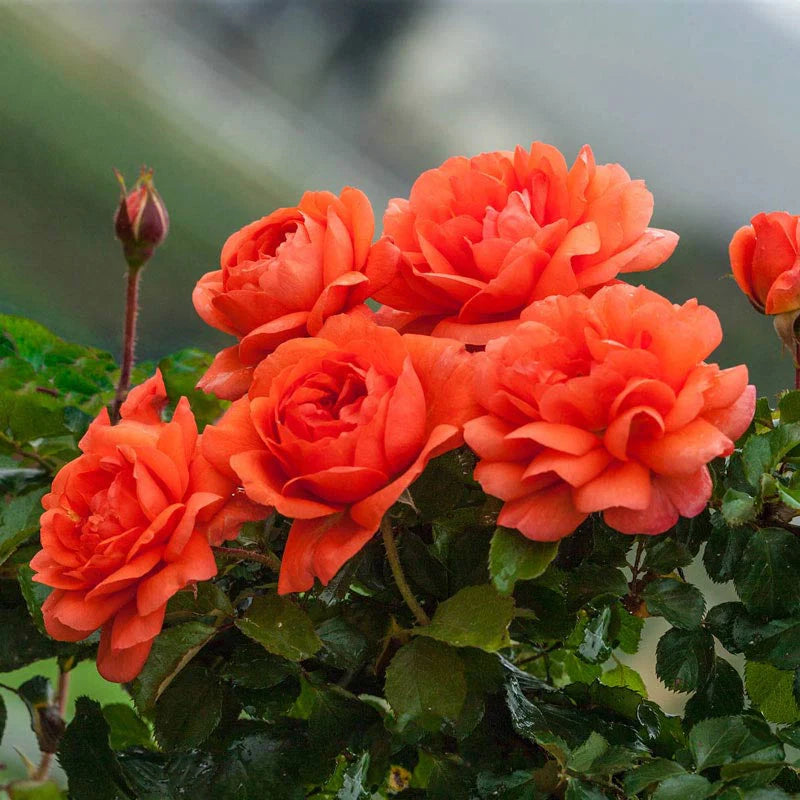 Above All - Weeks Rose