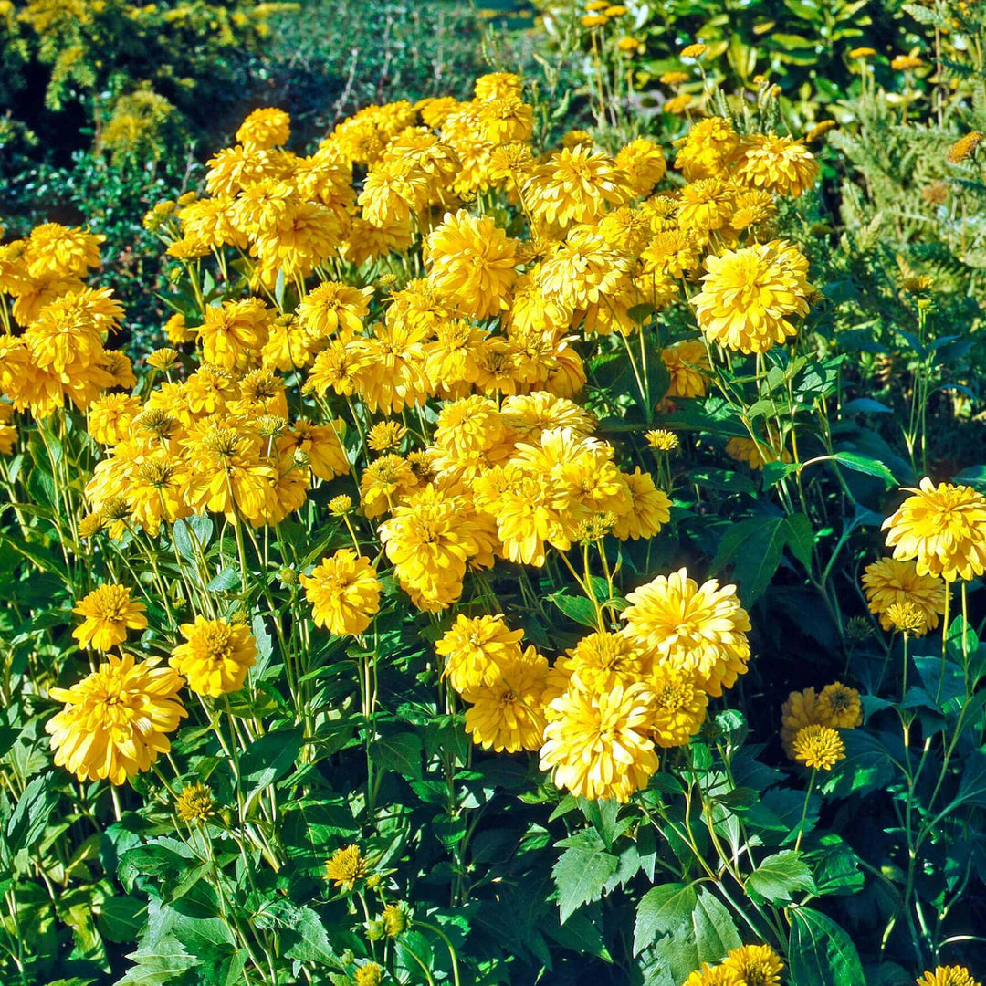 Rudbeckia Maya Double - Ontario Seed Company