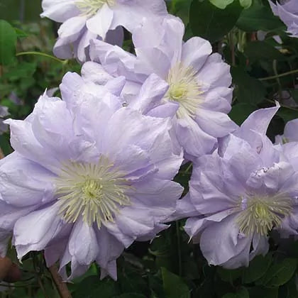 Clematis Louise Rowe