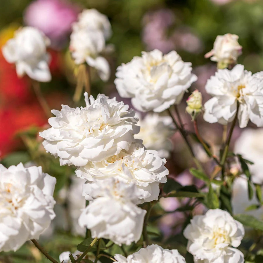 Susan Williams-Ellis - David Austin Rose