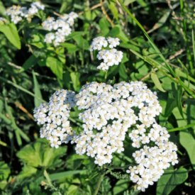 Achillea white Yarrow - Ontario Seed Company