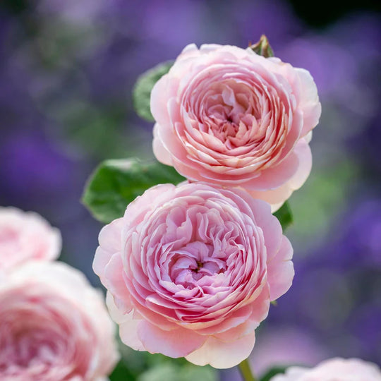 Queen of Sweden - David Austin Rose