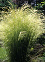 Ornamental Grass Angel Hair - Ontario Seed Company