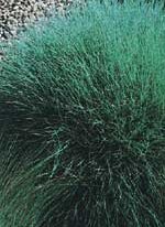 Ornamental Grass Blue Fescue - Ontario Seed Company