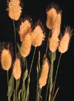 Ornamental Grass Bunny Tails - Ontario Seed Company