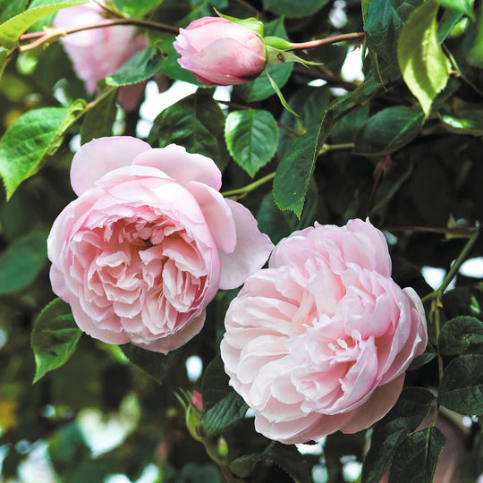 The Generous Gardener - David Austin Rose