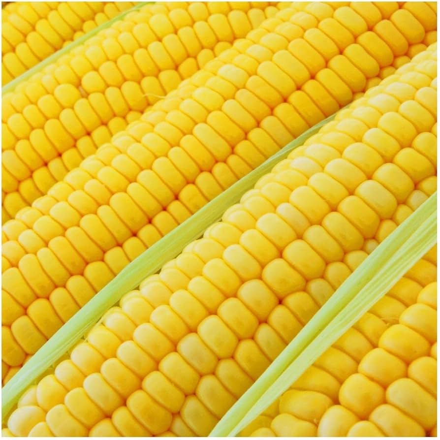 Corn Bodacious - Pacific Northwest Seeds