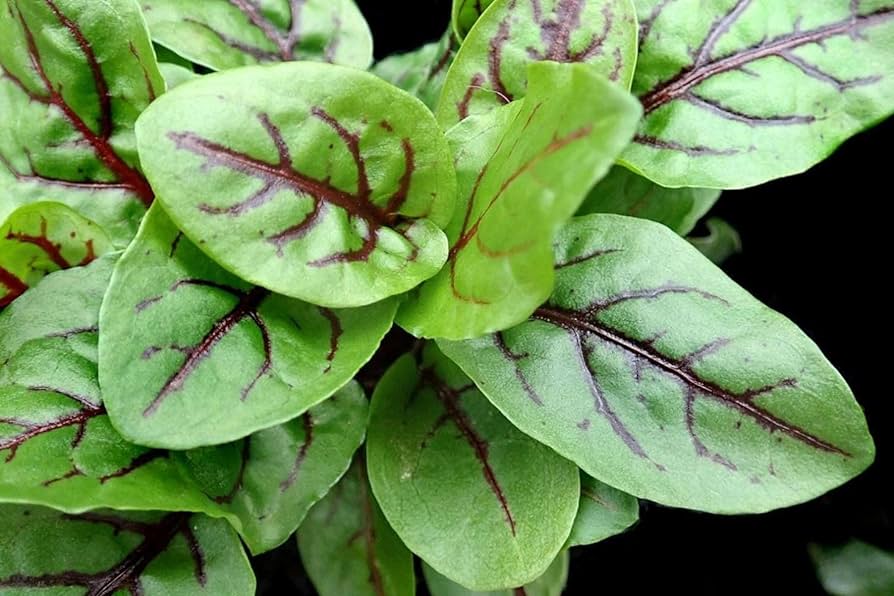 Sorrel - Pacific Northwest Seeds