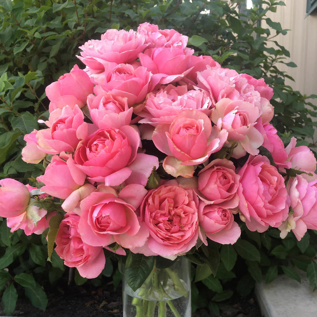 All Dressed Up - Weeks Rose