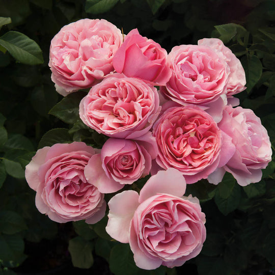 All Dressed Up - Weeks Rose