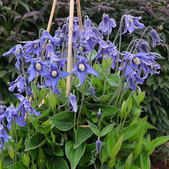 Clematis Integrifolia Blue Boy
