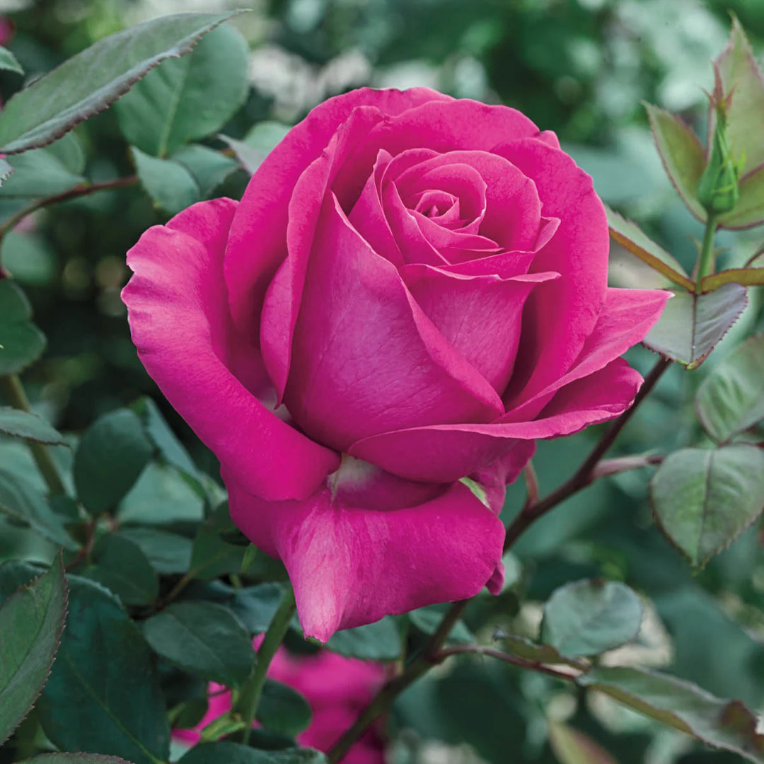All My Loving - Weeks Rose