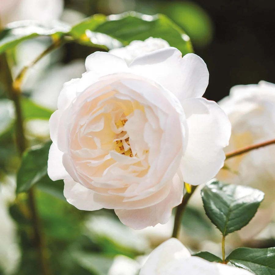 Desdemona - David Austin Rose