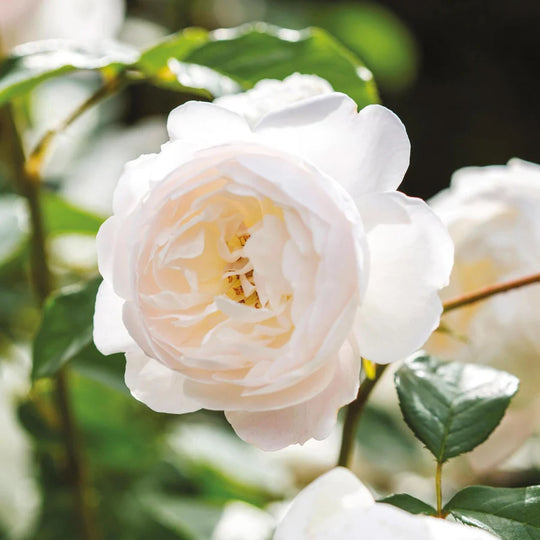 Desdemona - David Austin Rose