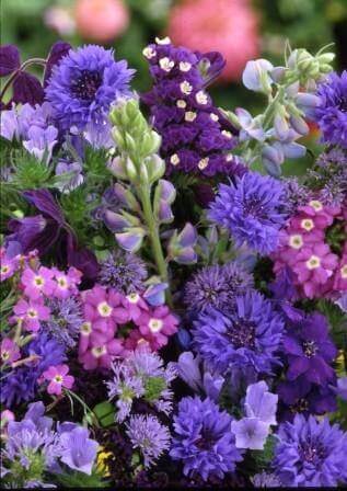 Shades of Blue Mix Blue Splendor - Ontario Seed Company