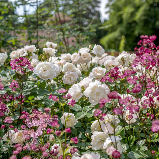 Desdemona - David Austin Rose