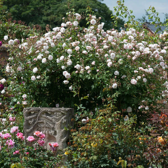 The Albrighton Rambler - David Austin Rose
