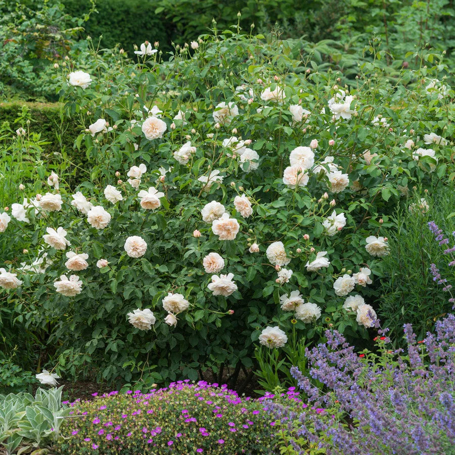 Lichfield Angel - David Austin Rose