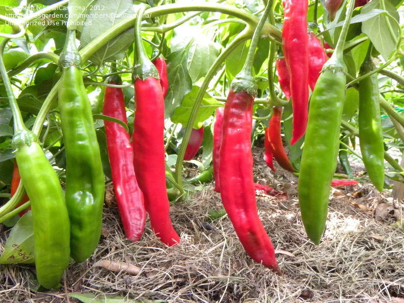 Aji Colorado Hot Pepper - Eagleridge Seeds