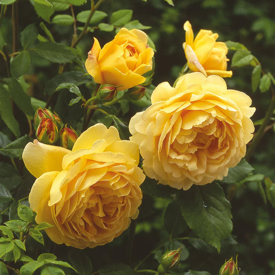 Golden Celebration - David Austin Rose