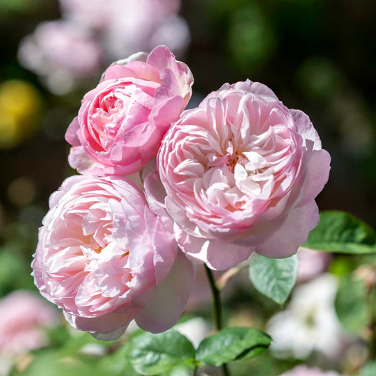 Gentle Hermione - David Austin Rose