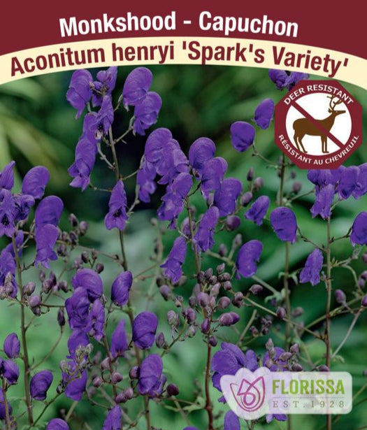 Monkshood - Spark's Variety, 1 Pack