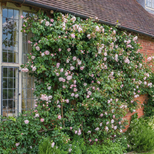 The Generous Gardener - David Austin Rose