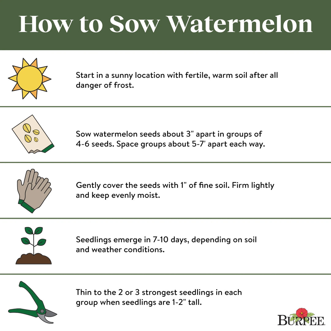 Watermelon Crimson Sweet - Burpee Seeds
