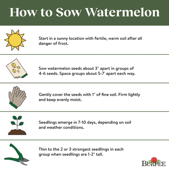 Watermelon Crimson Sweet - Burpee Seeds