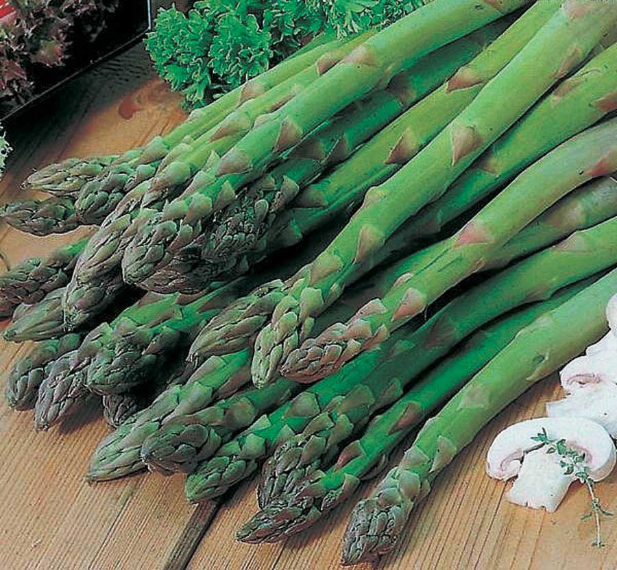 Asparagus Mary Washington - Pacific Northwest Seeds