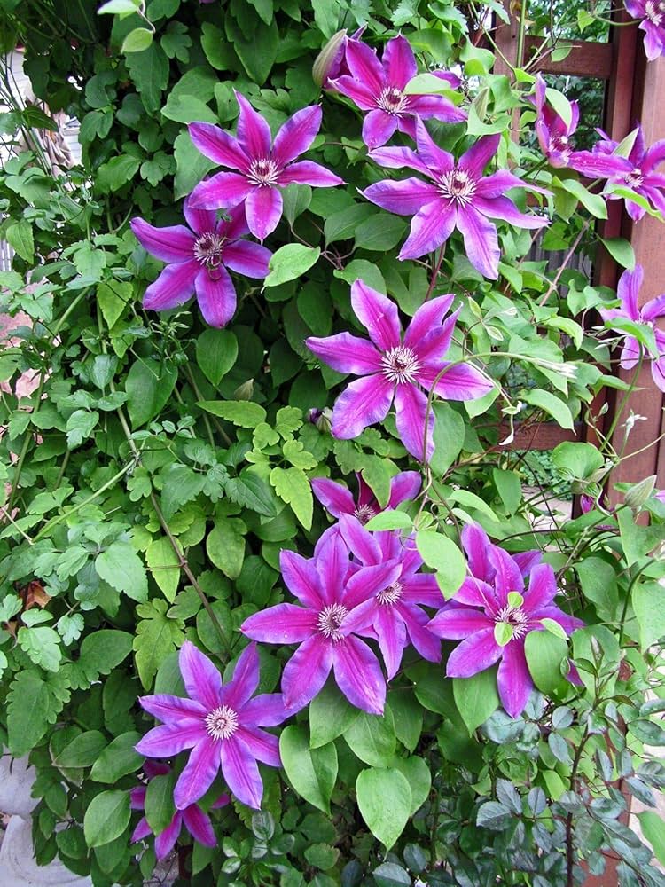 Clematis Fireworks