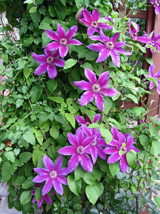 Clematis Fireworks