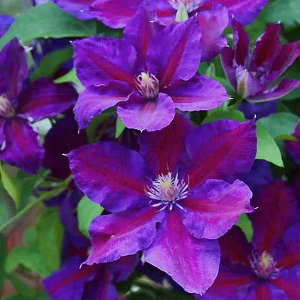 Clematis Julka