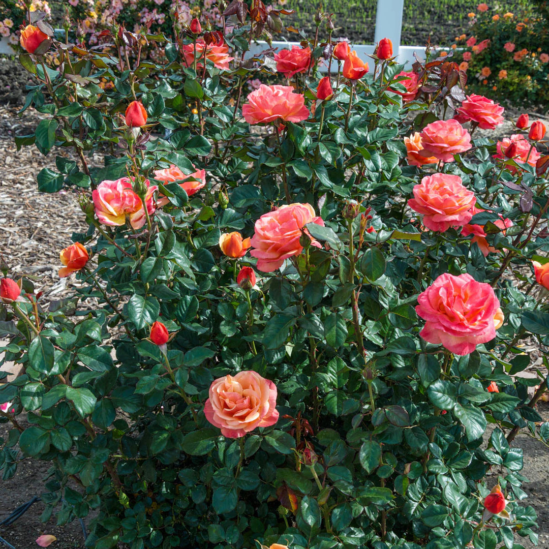 Anna's Promise - Weeks Rose